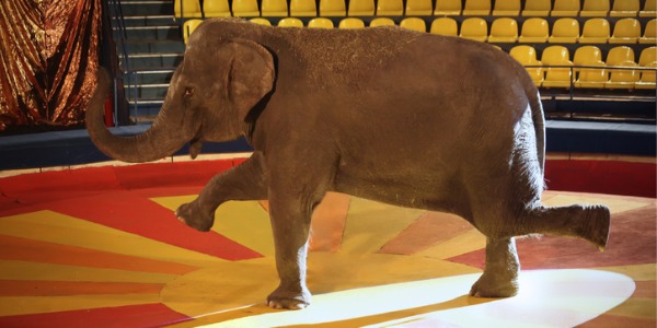 An circus elephant performing a trick taught by a circus animal trainer.